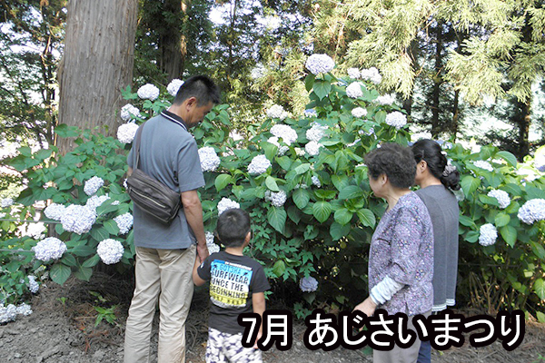 7月あじさいまつり